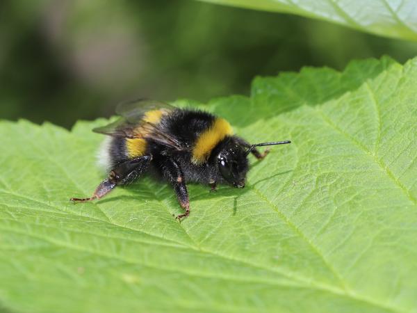 Les abeilles sauvages de Suisse Bourdon des forêts - Bombus lucorum