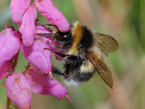 Les abeilles sauvages de Suisse Grand bourdon des landes - Bombus magnus