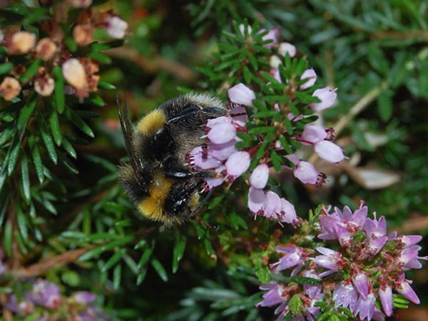 Les abeilles sauvages de Suisse Grand bourdon des landes - Bombus magnus
