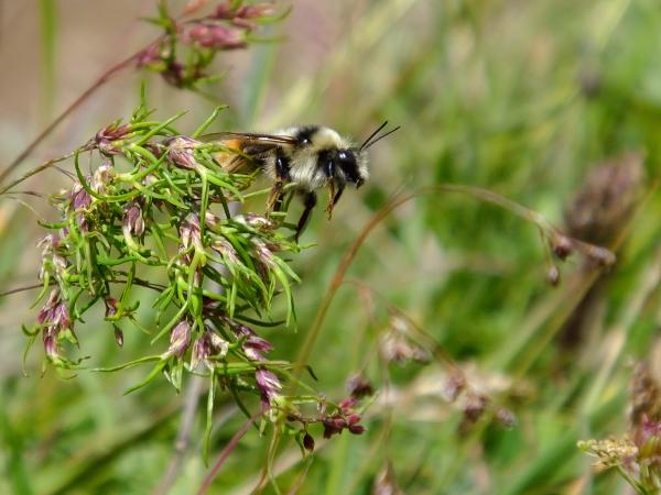 Les abeilles sauvages de Suisse  - Bombus mendax
