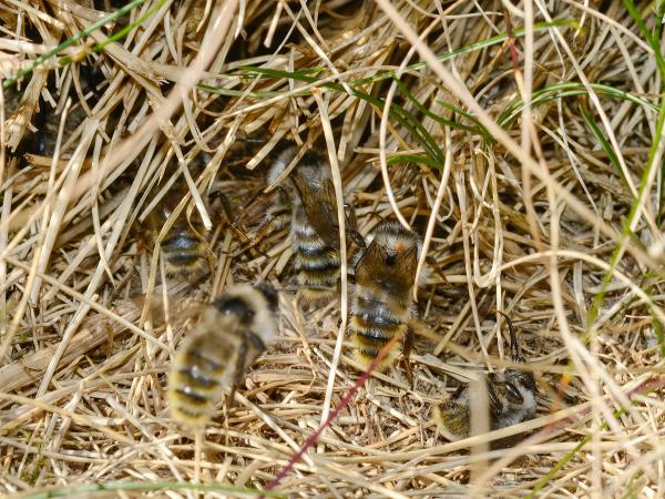 Les abeilles sauvages de Suisse  - Bombus mesomelas