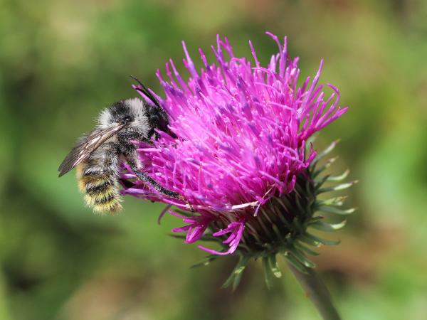 Les abeilles sauvages de Suisse  - Bombus mesomelas