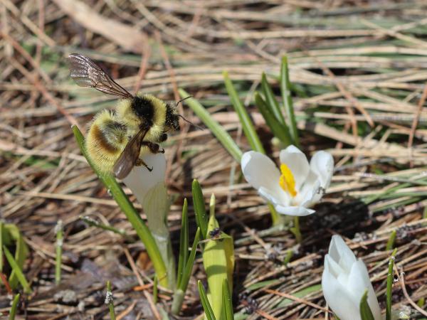 Les abeilles sauvages de Suisse  - Bombus mesomelas