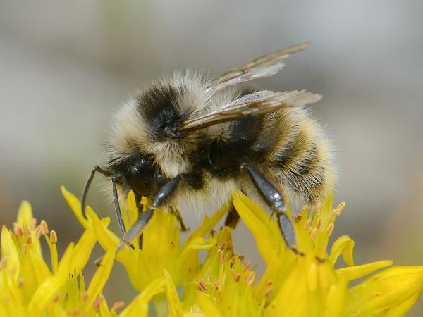 Les abeilles sauvages de Suisse  - Bombus mucidus