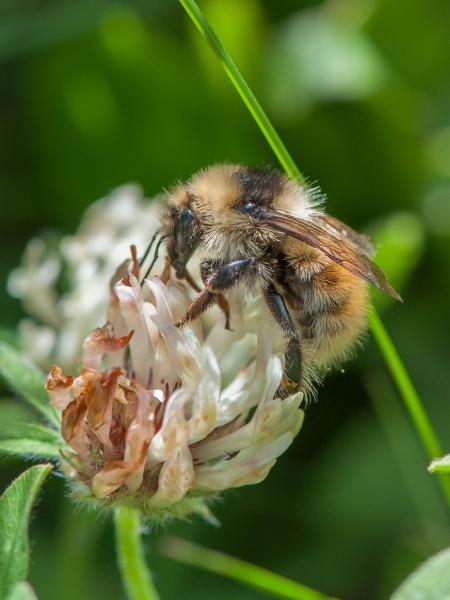 Les abeilles sauvages de Suisse  - Bombus mucidus