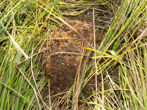 Les abeilles sauvages de Suisse Bourdon des mousses - Bombus muscorum