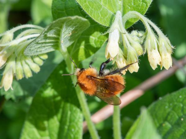 Les abeilles sauvages de Suisse Bourdon des champs - Bombus pascuorum