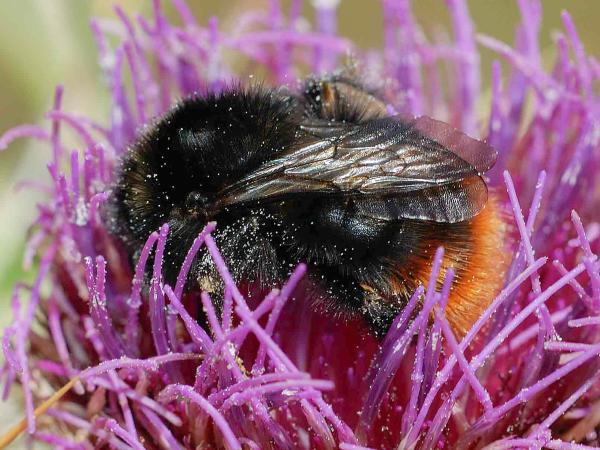 Les abeilles sauvages de Suisse Bourdon des fruits - Bombus pomorum