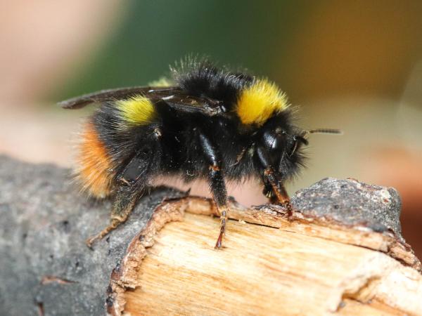 Les abeilles sauvages de Suisse Bourdon des prés - Bombus pratorum