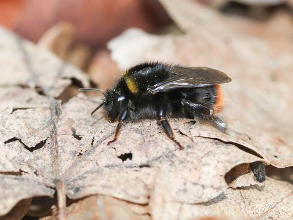 Les abeilles sauvages de Suisse Bourdon des prés - Bombus pratorum
