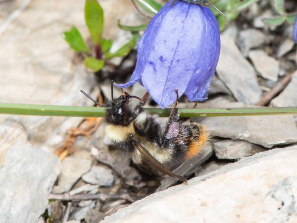 Les abeilles sauvages de Suisse  - Bombus pyrenaeus