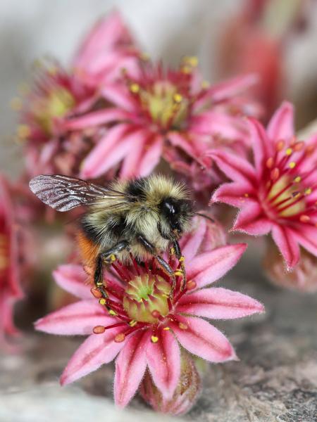 Les abeilles sauvages de Suisse  - Bombus pyrenaeus