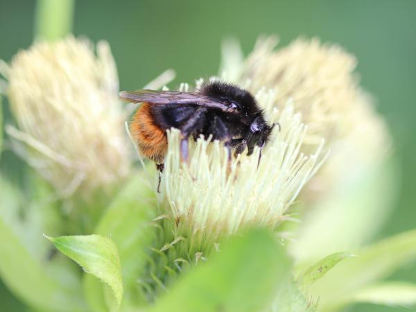 Les abeilles sauvages de Suisse  - Bombus quadricolor