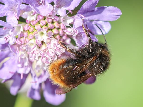 Les abeilles sauvages de Suisse  - Bombus quadricolor