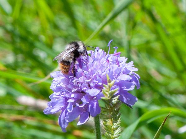 Les abeilles sauvages de Suisse Bourdon rudéral - Bombus ruderarius