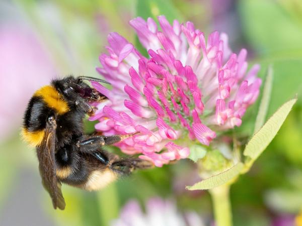 Les abeilles sauvages de Suisse Bourdon des friches - Bombus ruderatus