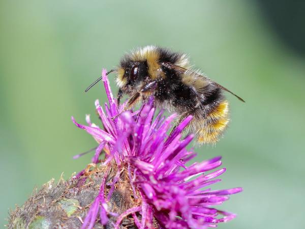 Les abeilles sauvages de Suisse  - Bombus sichelii