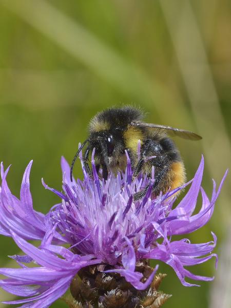 Les abeilles sauvages de Suisse  - Bombus soroeensis