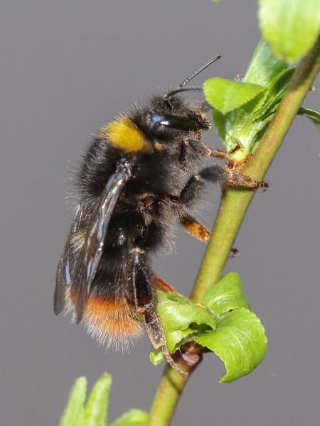 Les abeilles sauvages de Suisse  - Bombus soroeensis
