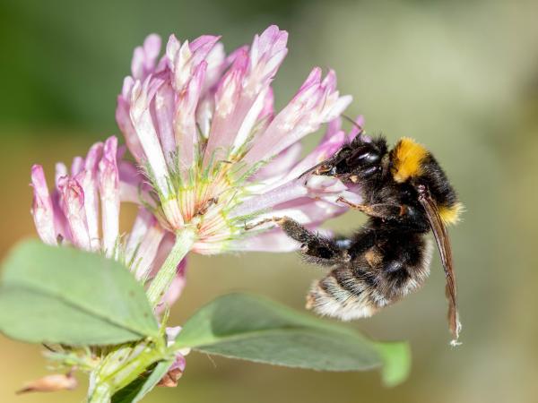 Les abeilles sauvages de Suisse  - Bombus subterraneus