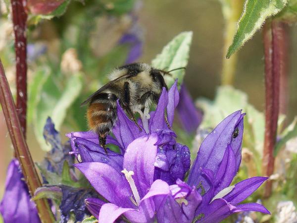 Les abeilles sauvages de Suisse Bourdon grisé - Bombus sylvarum