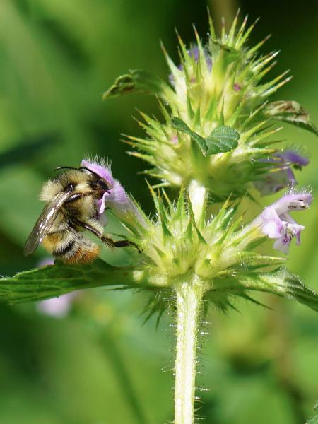 Les abeilles sauvages de Suisse Bourdon grisé - Bombus sylvarum