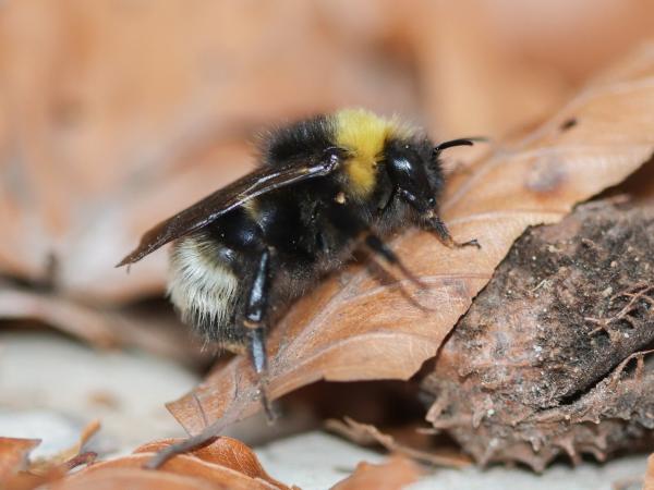 Les abeilles sauvages de Suisse Psithyre des bois - Bombus sylvestris