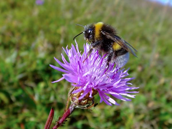 Les abeilles sauvages de Suisse Bourdon terrestre - Bombus terrestris