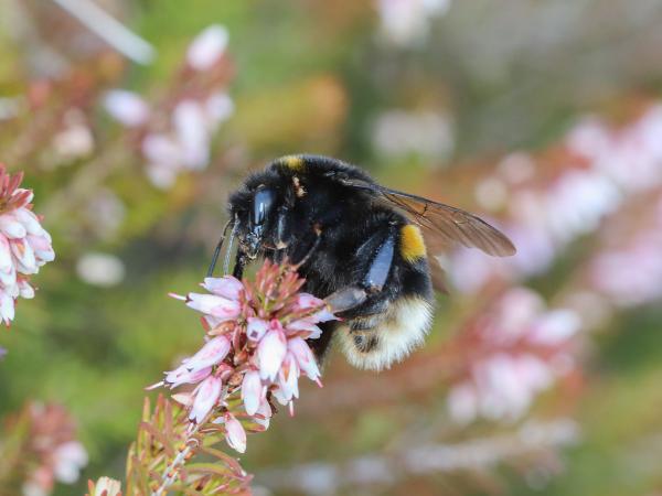 Les abeilles sauvages de Suisse Bourdon terrestre - Bombus terrestris