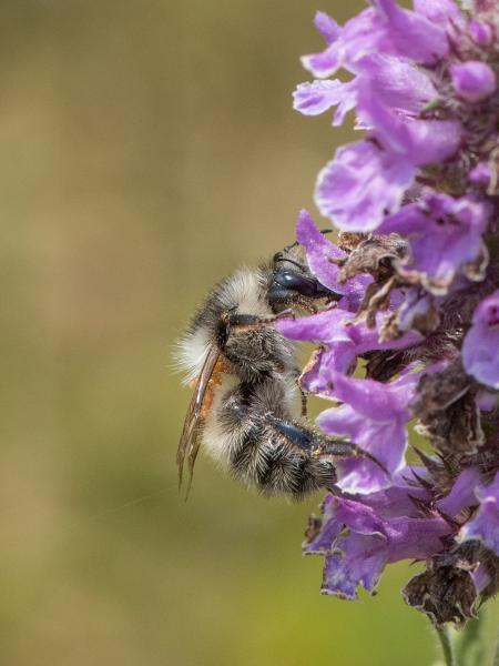 Les abeilles sauvages de Suisse Bourdon vétéran; Bourdon des sables - Bombus veteranus
