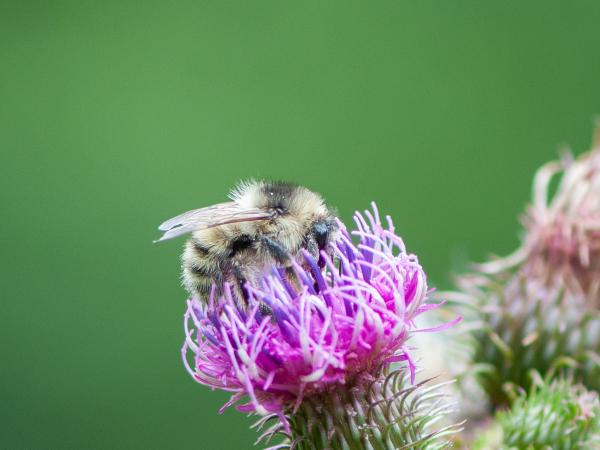 Les abeilles sauvages de Suisse Bourdon vétéran; Bourdon des sables - Bombus veteranus