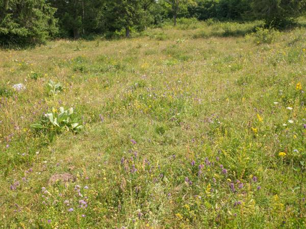 Les abeilles sauvages de Suisse Bourdon vétéran; Bourdon des sables - Bombus veteranus