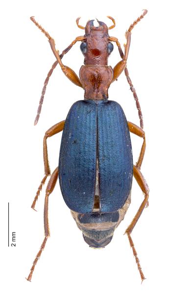Carabes de Suisse  - Brachinus crepitans