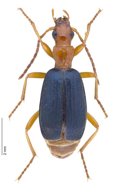   - Brachinus elegans
