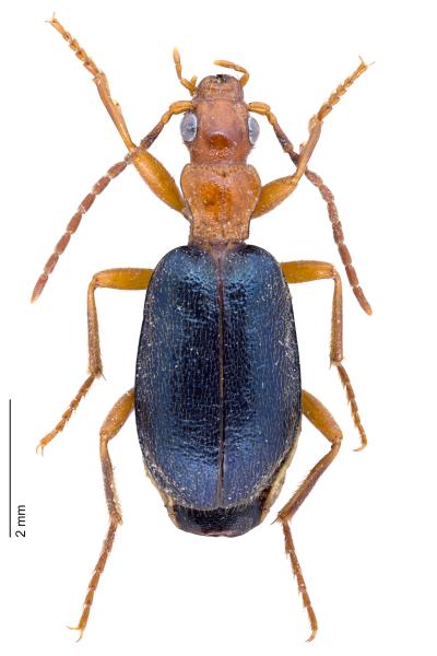 Carabes de Suisse  - Brachinus explodens