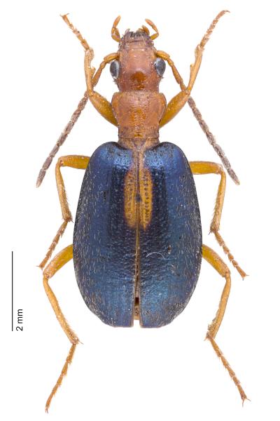 Carabes de Suisse  - Brachinus sclopeta