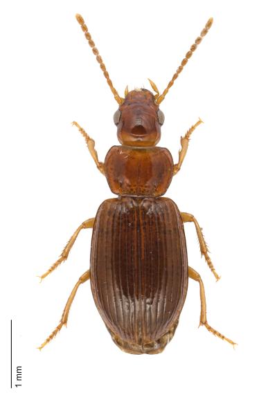 Carabes de Suisse  - Bradycellus caucasicus