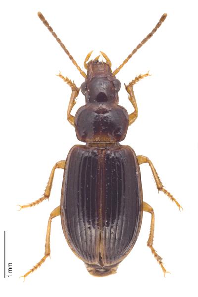 Carabes de Suisse  - Bradycellus csikii