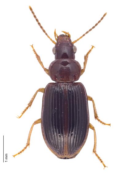 Carabes de Suisse  - Bradycellus harpalinus