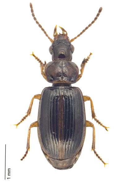 Carabes de Suisse  - Bradycellus ruficollis