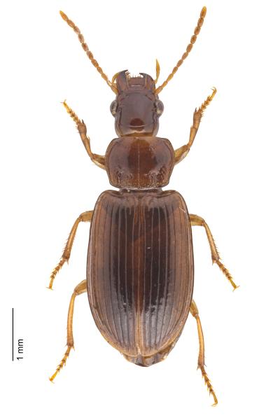   - Bradycellus verbasci