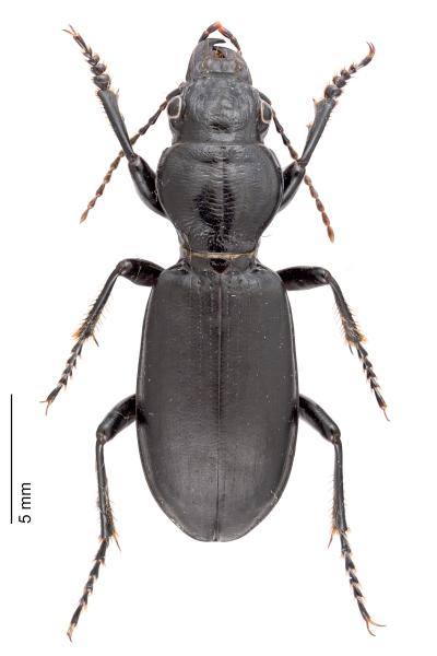   - Broscus cephalotes