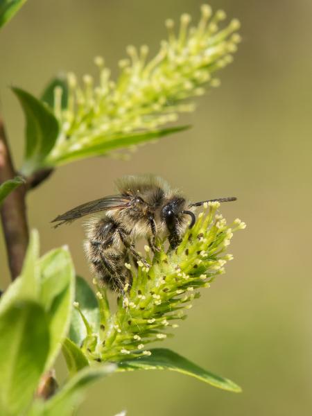 Les abeilles sauvages de Suisse  - Colletes cunicularius