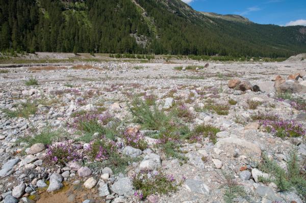 Les abeilles sauvages de Suisse  - Colletes impunctatus