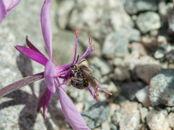 Les abeilles sauvages de Suisse  - Colletes impunctatus