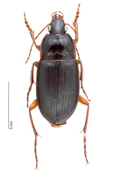 Carabes de Suisse  - Calathus ambiguus ambiguus