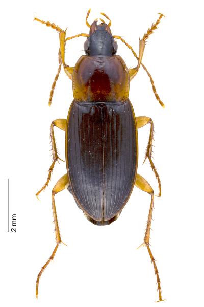   - Calathus cinctus