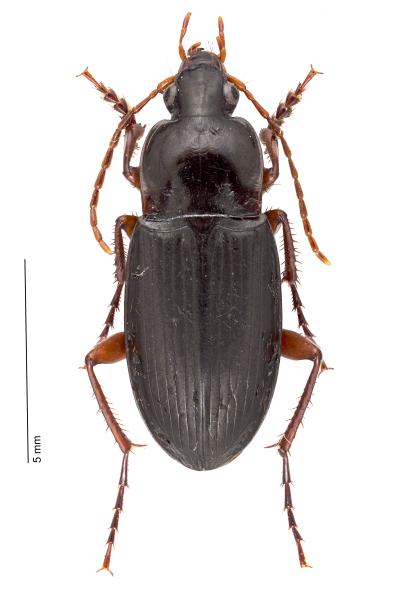   - Calathus erratus erratus
