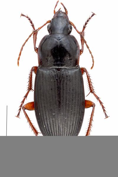   - Calathus fuscipes fuscipes