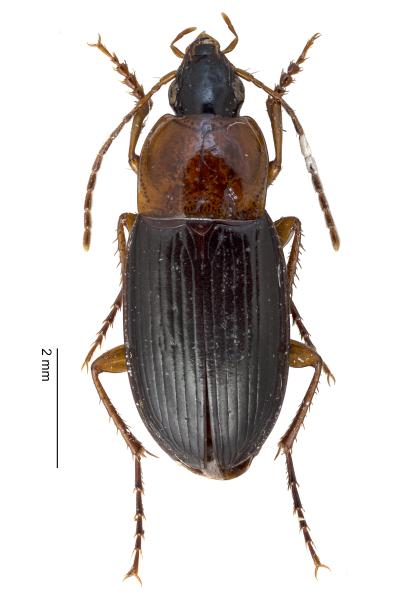   - Calathus melanocephalus melanocephalus